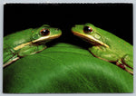 Green Tea Frogs, National Audubon Society Louisiana Vintage Post Card