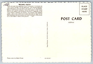 Mojave Yucca, Vintage Post Card