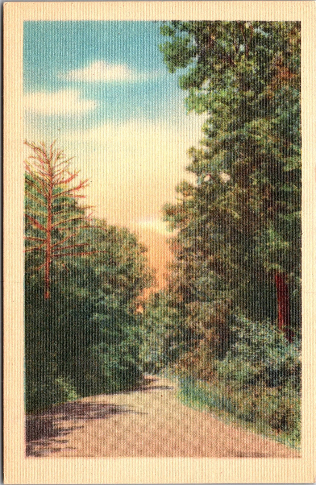Scenic Path Through The Woods, Tall Forest Trees, Vintage PC
