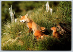Family Of Foxes, Vintage Post Card