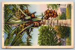 A Tree Loaded With Coconuts In Florida, USA, Vintage Post Card
