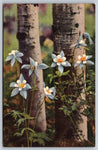 Colorado Columbines Growing Along The Aspens, USA, Vintage Post Card