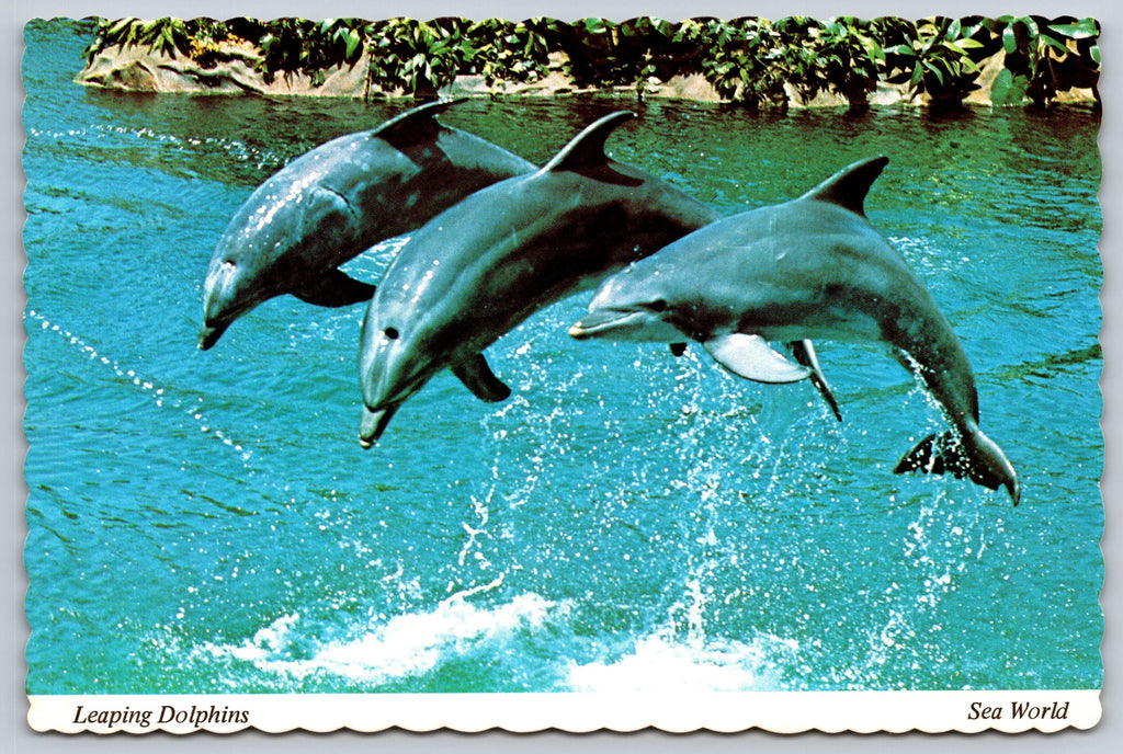 Leaping Dolphins, Sea World, Florida, Vintage Post Card