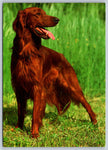 Irish Setter, Dog, Vintage Post Card