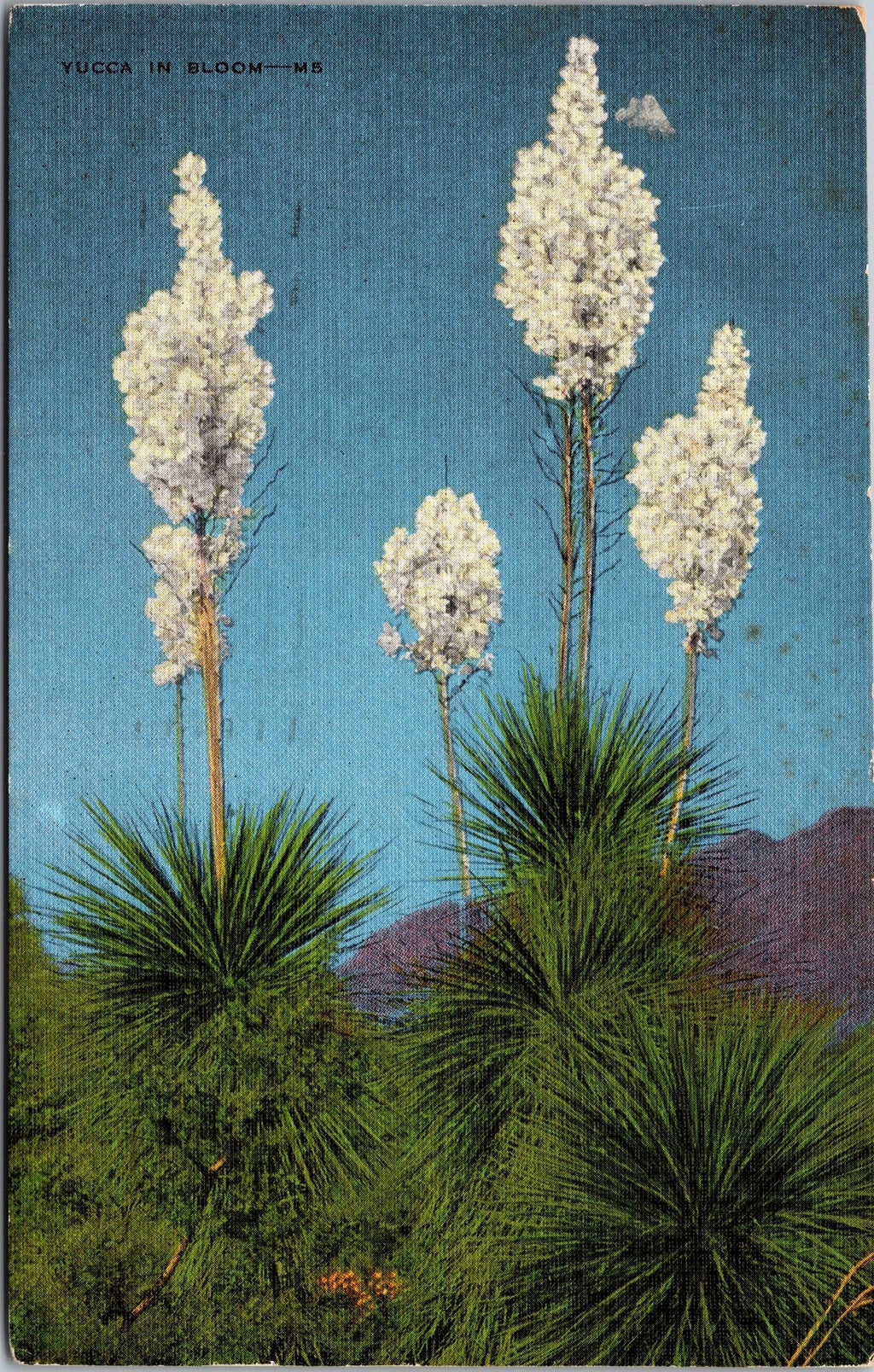 Beautiful Yuccas In Bloom, Vintage Post Card