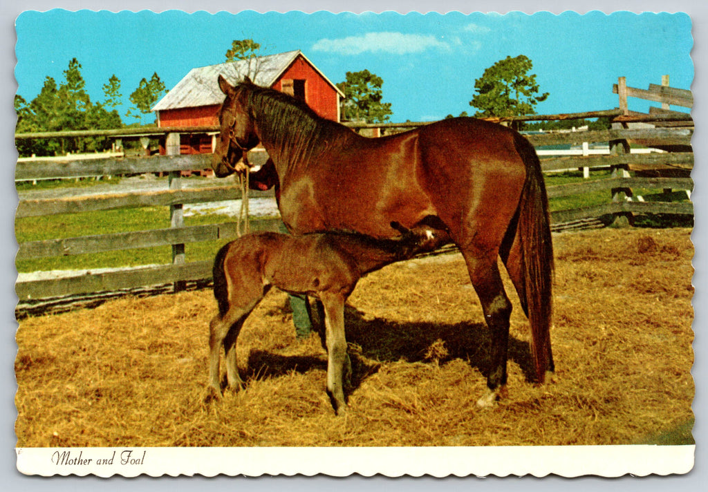 Foal Feeding, Mother Horse, Vintage Post Card