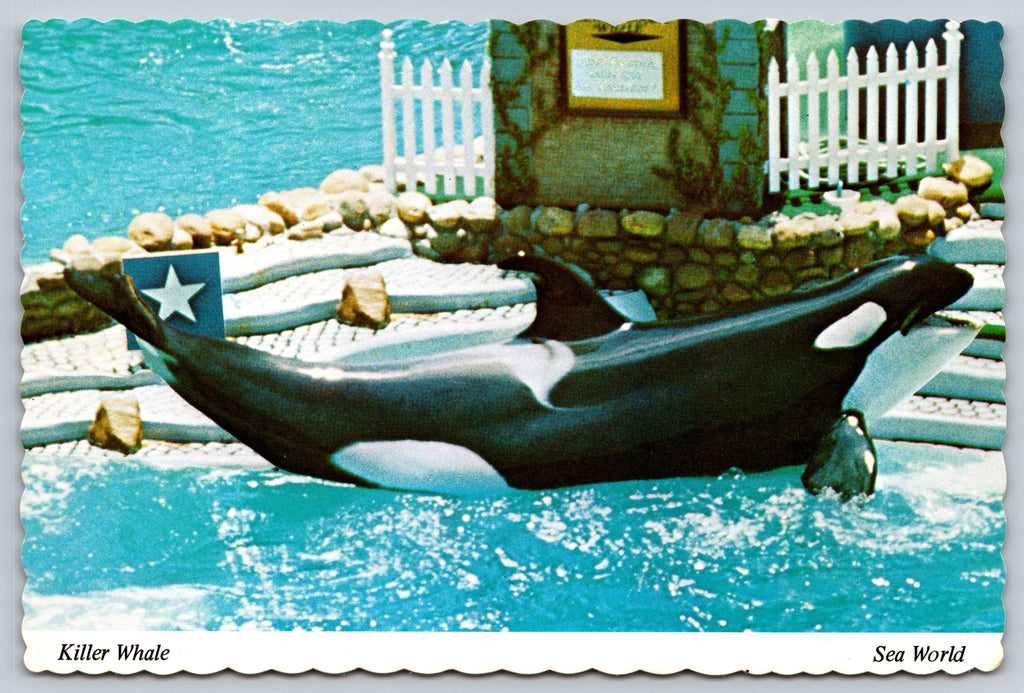 Killer Whale, Sea World, Florida, Vintage Post Card