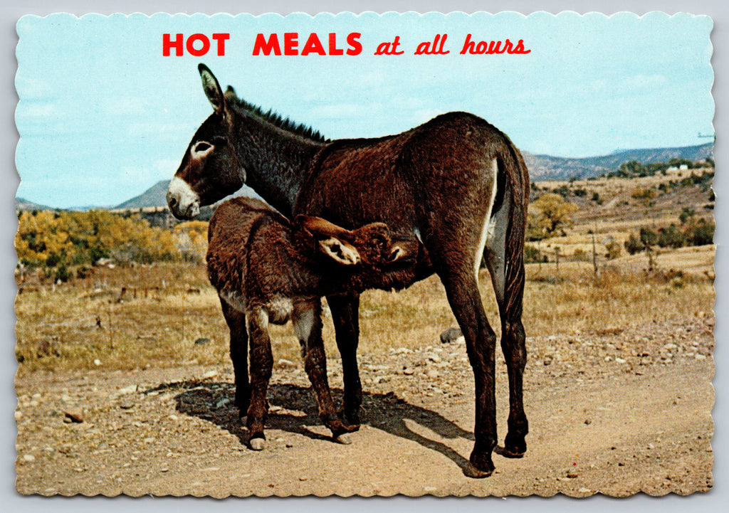 Hot Meals At All Hours, Donkeys Vintage Post Card
