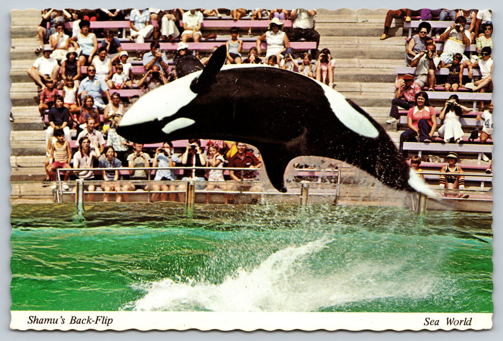 Shamu’s Backflip, Sea World, USA, Vintage Post Card