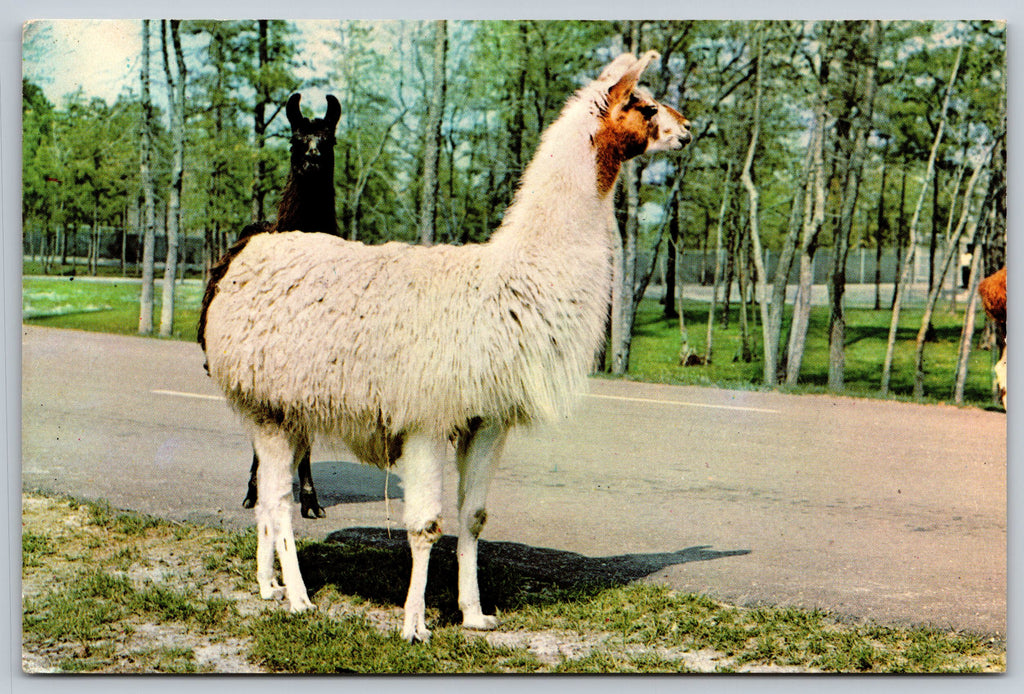 Llamas, Great Adventures, Jackson, New Jersey, Vintage Post Card