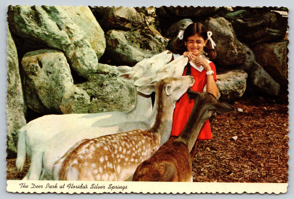 The Deer Park, Florida Silver Springs, Vintage Post Card