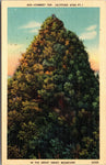Chimney Top In The Great Smokey Mountains, Altitude 4740, Vintage Post Card
