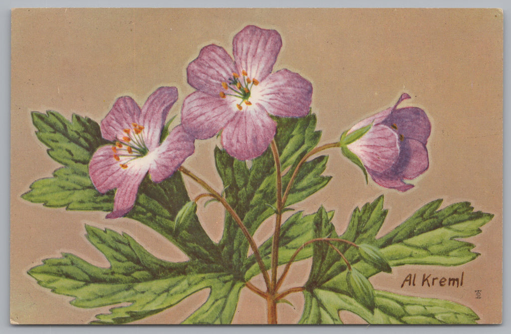 c1957 Al Kreml NWF Wild Geranium, Germanium Maculatum, Wild Flower PC