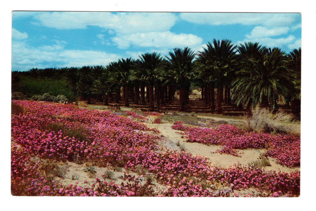 Picturesque Date Palms, Vintage Post Card.