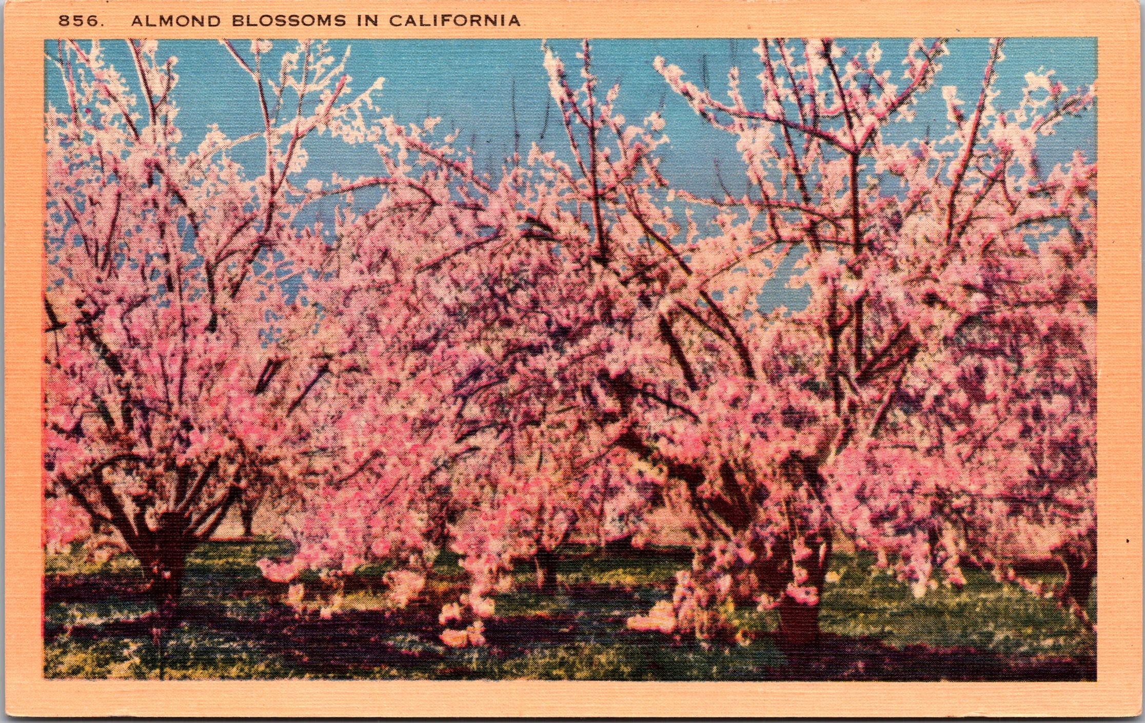 Blossoming Pink Orchards, 17,000 Tons Almonds Produced Yearly, Vintage PC