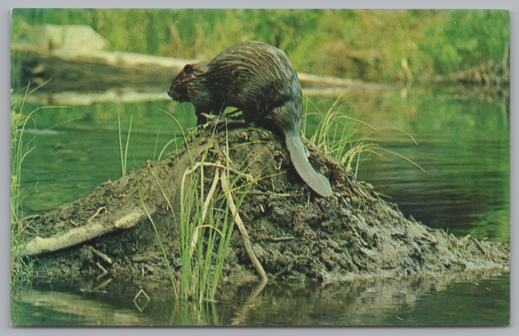 Canadian Wildlife Series, The Beaver, Vintage Post Card.