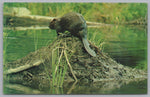 Canadian Wildlife Series, The Beaver, Vintage Post Card.