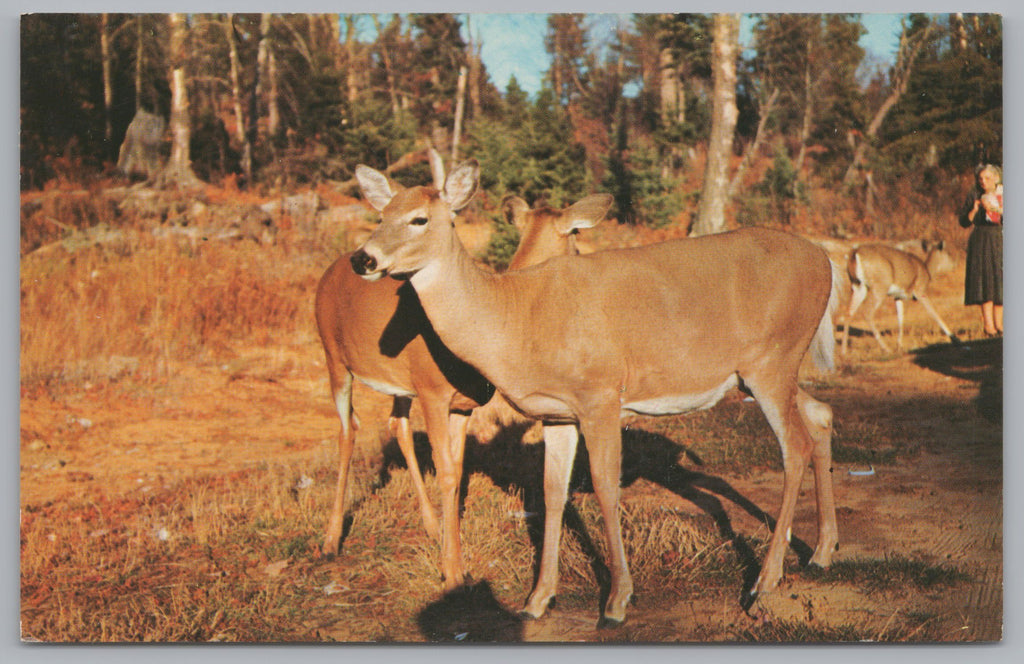 The Red Deer, Algonquin Provincial Park, Ontario, Canada, Vintage Post Card.