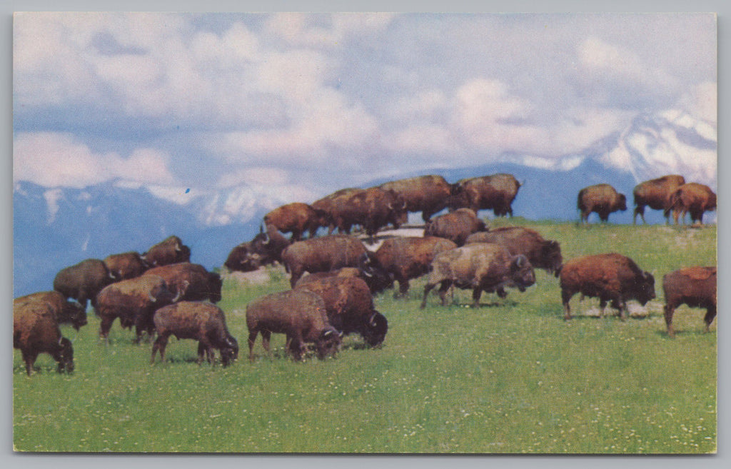 A Large Herd Of American Bison, USA, Vintage Post Card.