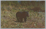 A Bear In Algonguin Provincial Park, Ontario, Canada, Vintage Post Card.