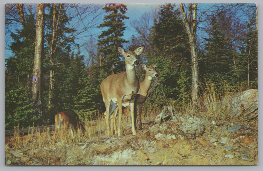 Red Deer, Algonguin Provincial Park, Ontario, Canada, Vintage Post Card.