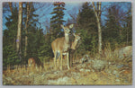 Red Deer, Algonguin Provincial Park, Ontario, Canada, Vintage Post Card.