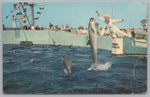 Playful Porpoises Leap For Food, Vintage Post Card.