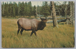 Wapiti, Elk, Named By The Shawnee Indians, Vintage Post Card