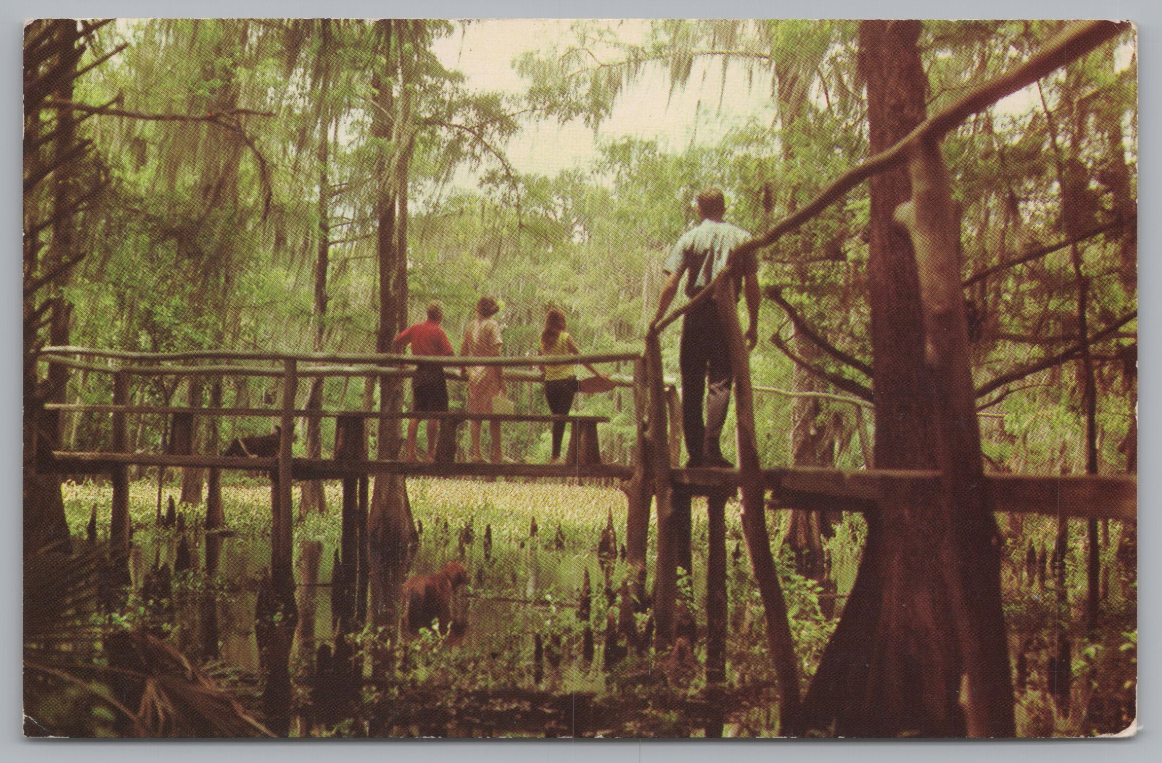 Tom Gaskins Cypress Knee Museum, Palmdale, Florida, USA, Vintage Post Card.