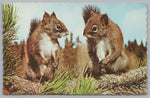Friendly Squirrel’s, Algonquin Park Inhabitants, Ontario, Canada, PC