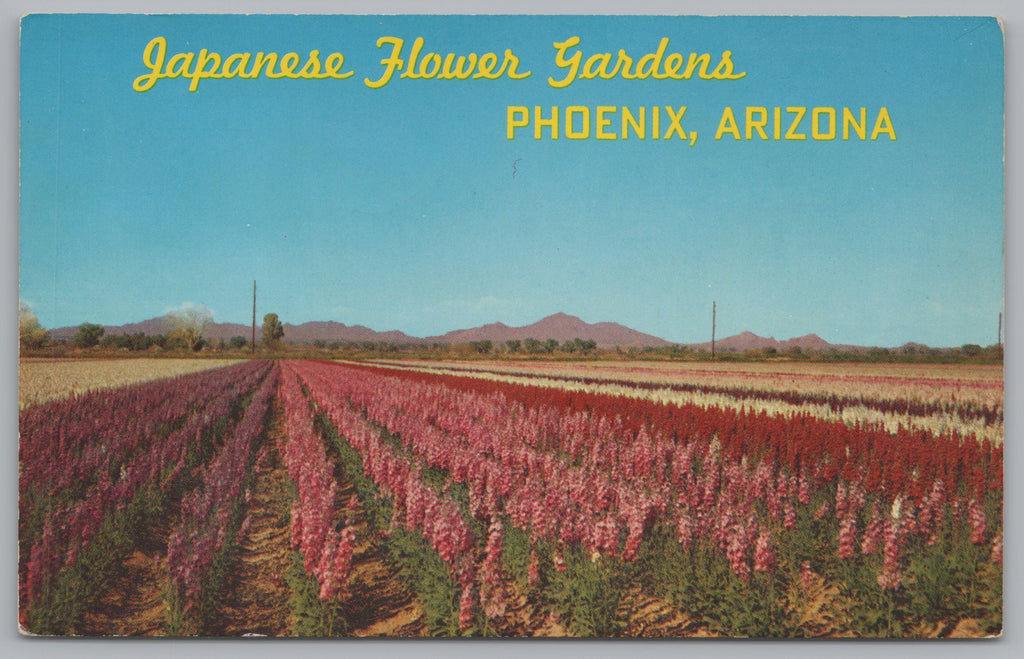 Japanese Flower Gardens, Phoenix Arizona, USA, Vintage Post Card