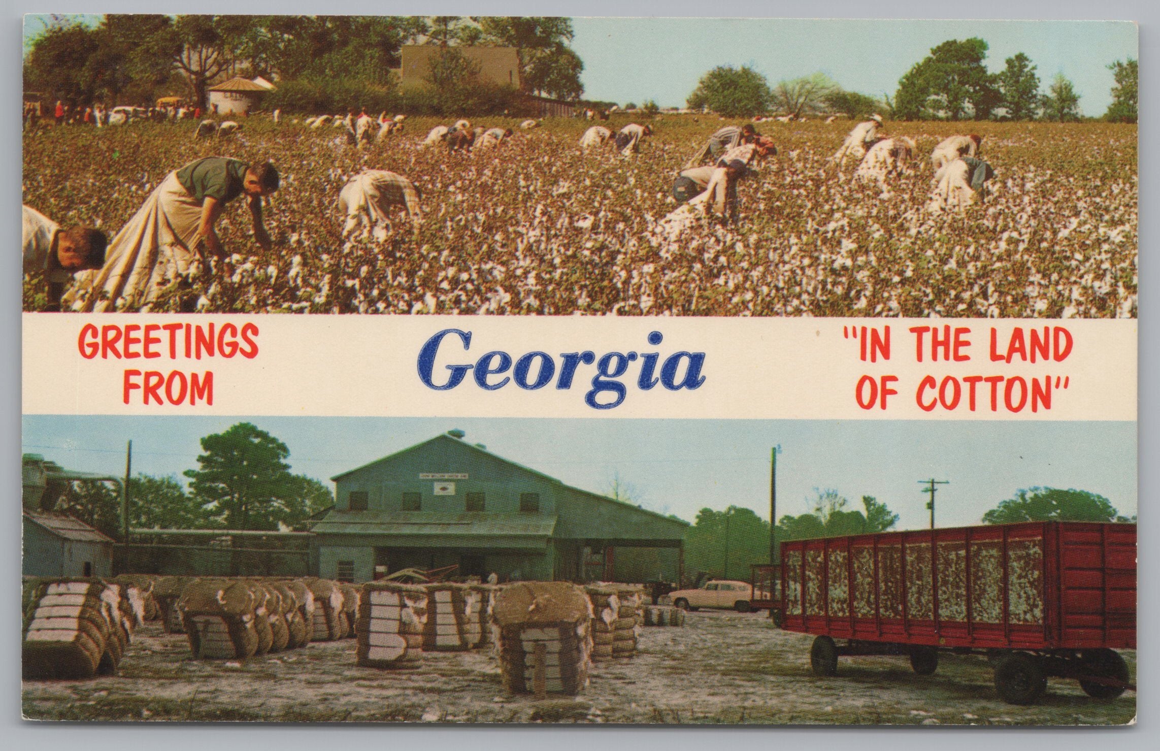Greeting Card From Georgia, The Land Of Cotton, USA, Vintage Post Card.