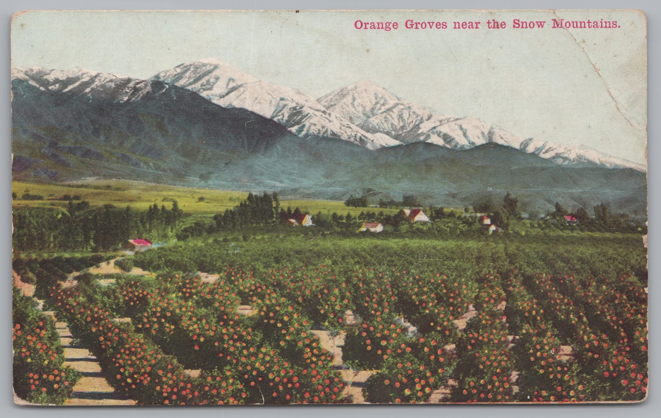 Orange Groves Near The Snow Mountains, Vintage Post Card