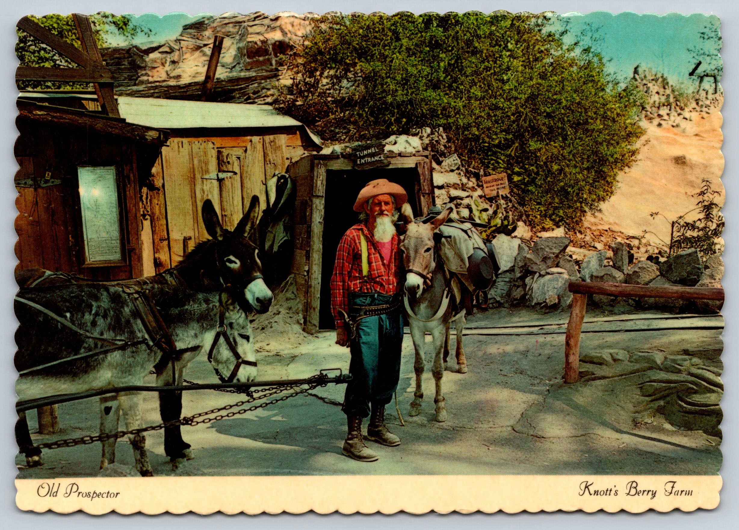 Old Prospector, Knott's Berry Farm, Vintage Post Card