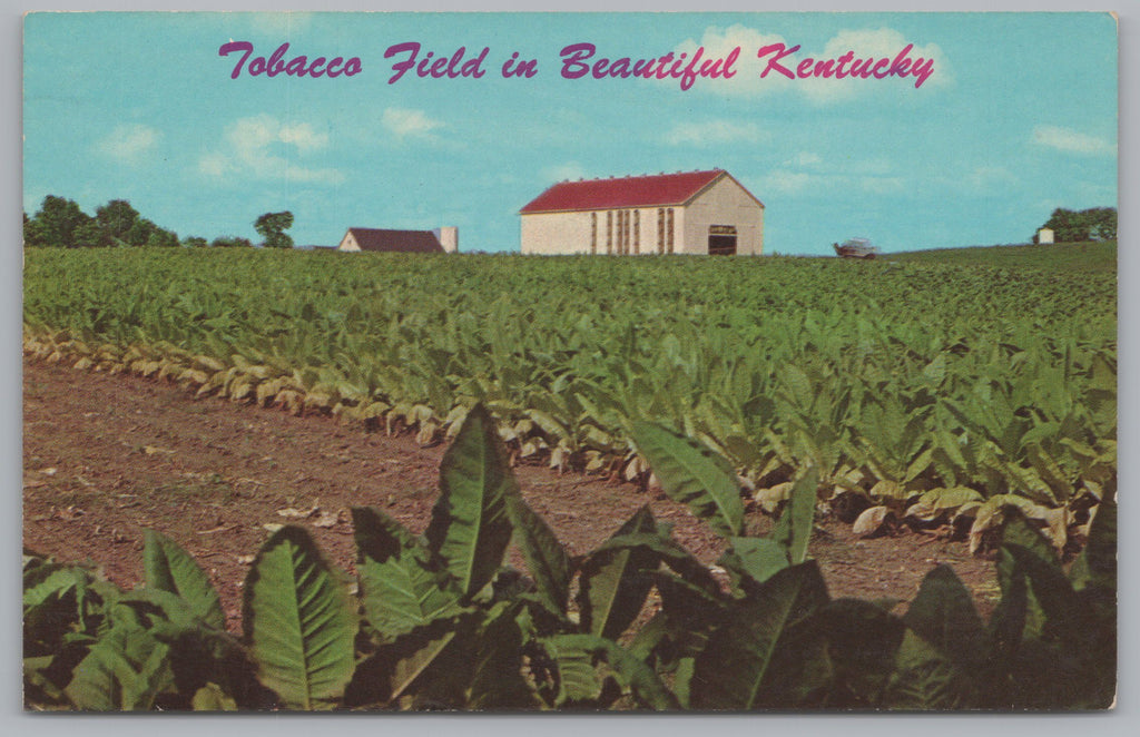 A Large Tobacco Field In August, The State Of Kentucky, USA, Vintage Post Card.