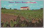 A Large Tobacco Field In August, The State Of Kentucky, USA, Vintage Post Card.