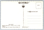 Seals, Sea World, Florida, Vintage Post Card