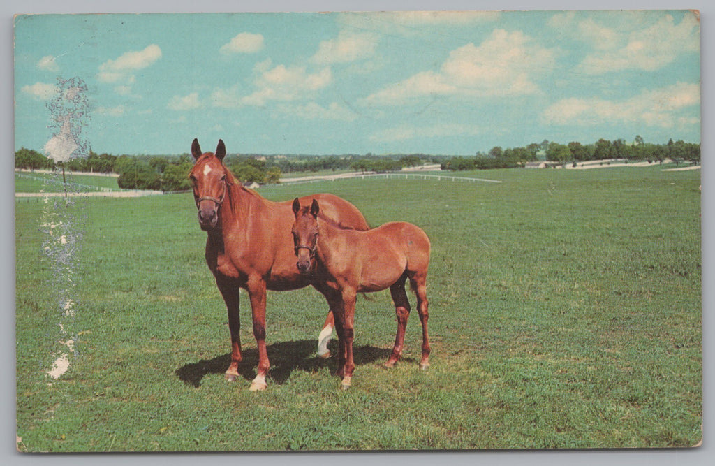 Mother & Son Kentucky Thoroughbreds, Blue Grass Country, PC