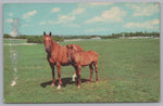 Mother & Son Kentucky Thoroughbreds, Blue Grass Country, PC
