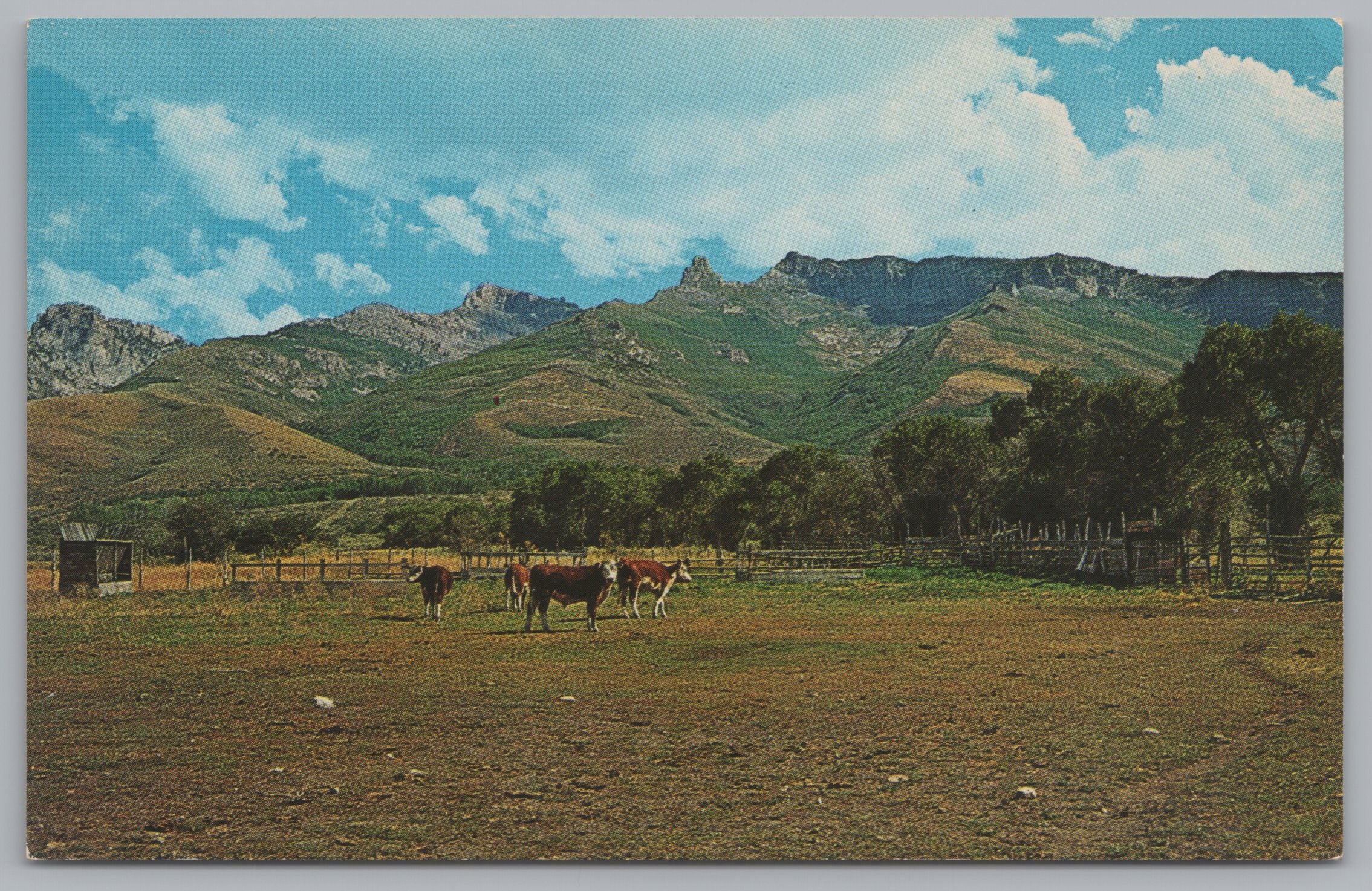 The Unspoiled West, Nevada, Cattle, Mountains, USA, Vintage Post Card.