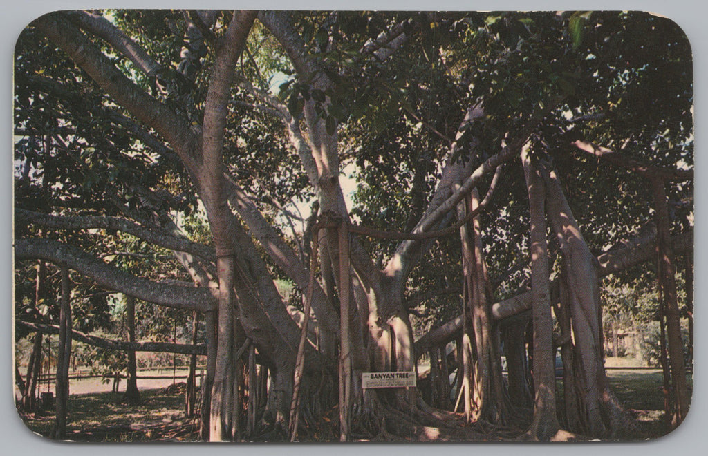 The Indian Banyan Tree Is Well Known In Hawaii, USA, Vintage Post Card