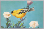 American Goldfinch, Spinus Tristis, Vintage Post Card.