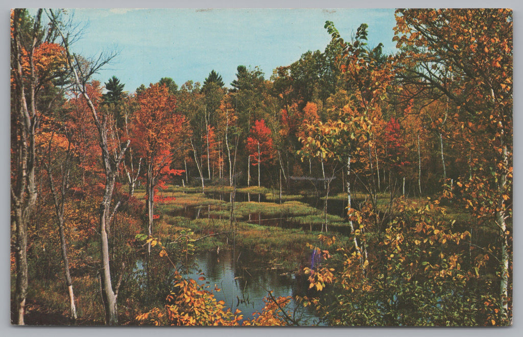 A Beaver Meadow In Muskoka Canada, Vintage Post Card.