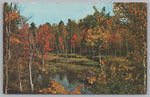 A Beaver Meadow In Muskoka Canada, Vintage Post Card.