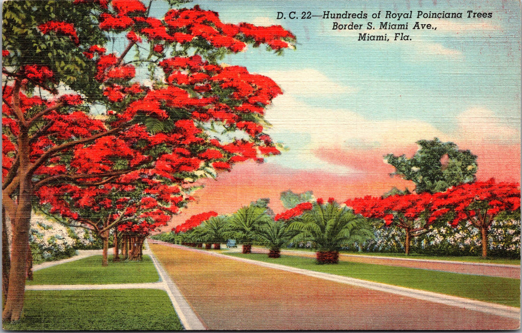 Royal Poinciana Trees, Miami, Florida, USA, Vintage Post Card
