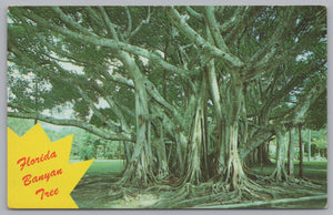 A Banyan Tree, Florida, USA, Vintage Post Card.