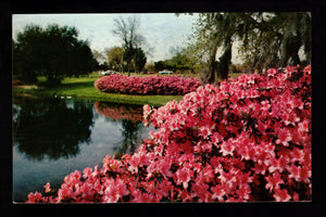Azaleas in bloom, at Sylvan Abbey between Clearwater and Safety Harbor, Florida, Vintage Post Card