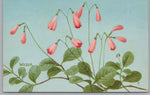 c1957 NWF Twin Flower, Linnaea Borealis, Linnaeus, PC