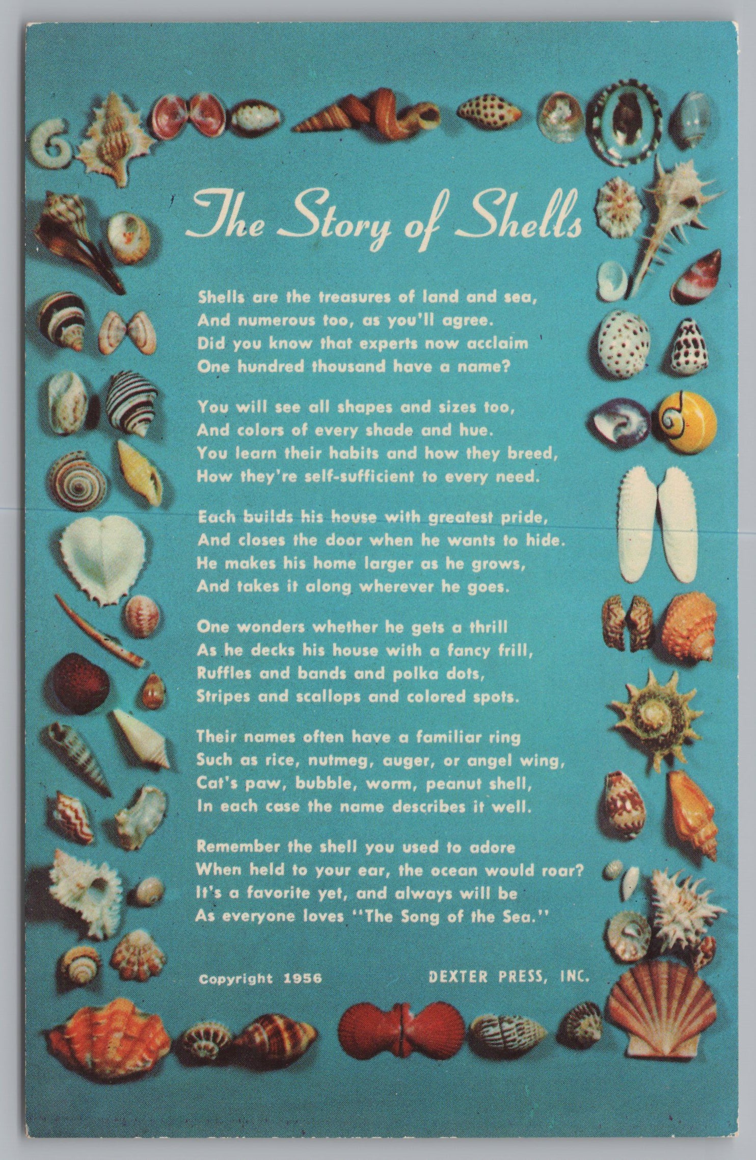 The Story Of Shells, Vintage Post Card