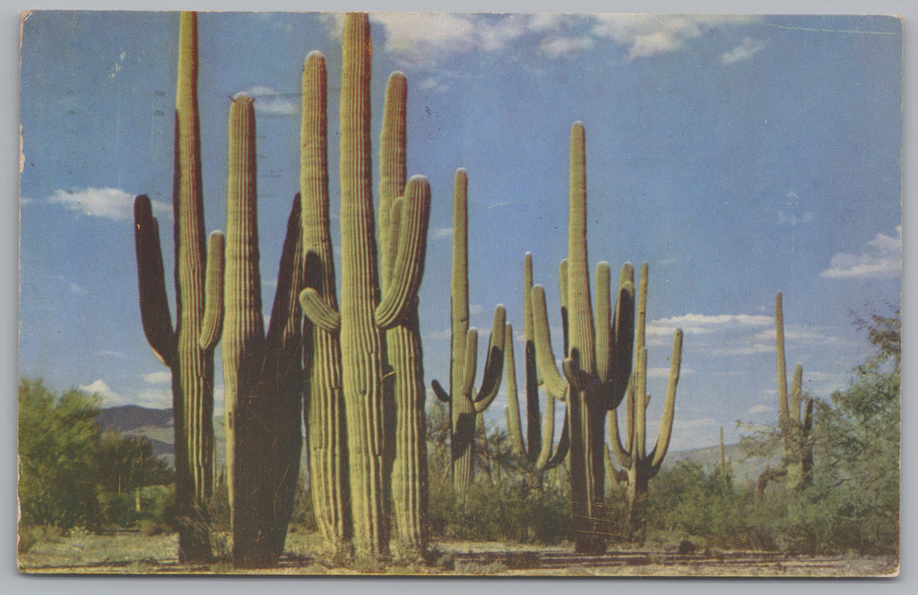 Group Of Saguaros, 50 Feet Tall, 250 Years Old, Southern Arizona, VTG PC